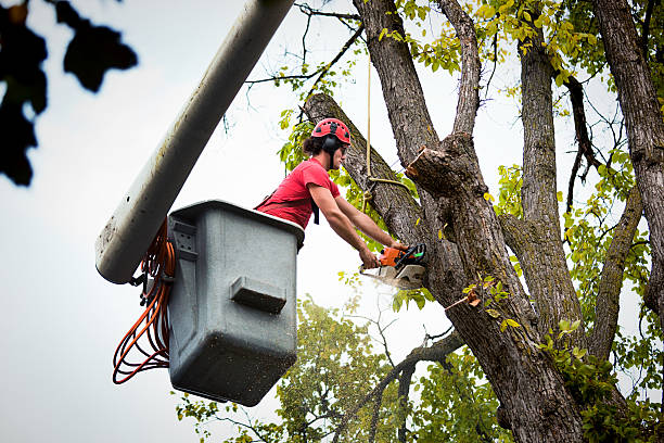 Large Tree Removal in Agency Village, SD